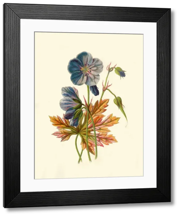 Framed Print : Meadow Crane s-Bill, 1877. Creator: Frederick Edward Hulme Framed Print : Meadow Crane s-Bill, 1877. Creator: Frederick Edward Hulme