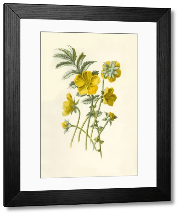 Framed Print : Silver-Weed, 1877. Creator: Frederick Edward Hulme Framed Print : Silver-Weed, 1877. Creator: Frederick Edward Hulme