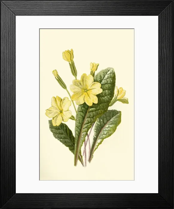 Framed Print : Primrose, 1877. Creator: Frederick Edward Hulme Framed Print : Primrose, 1877. Creator: Frederick Edward Hulme