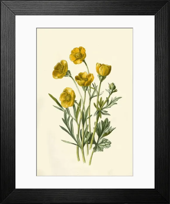 Framed Print : Bulbous Crowfoot, 1877. Creator: Frederick Edward Hulme Framed Print : Bulbous Crowfoot, 1877. Creator: Frederick Edward Hulme