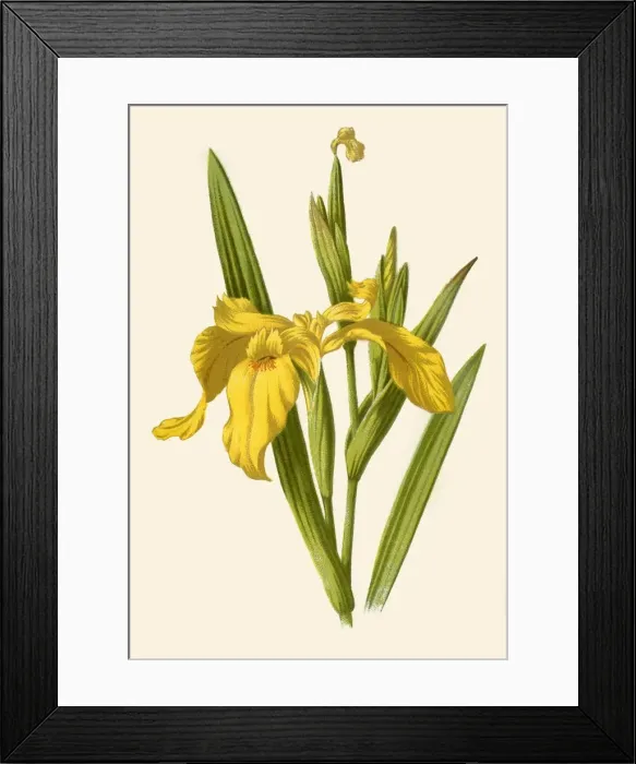 Framed Print : Yellow Iris, 1877. Creator: Frederick Edward Hulme Framed Print : Yellow Iris, 1877. Creator: Frederick Edward Hulme