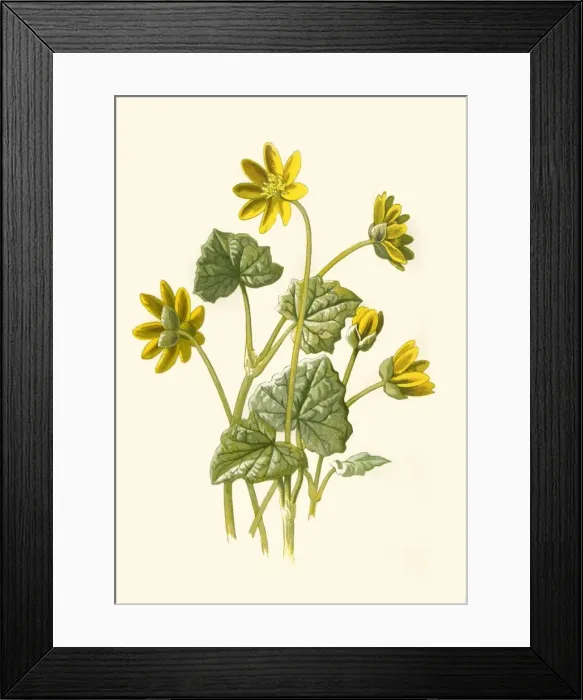 Framed Print : Lesser Celandine, 1877. Creator: Frederick Edward Hulme Framed Print : Lesser Celandine, 1877. Creator: Frederick Edward Hulme