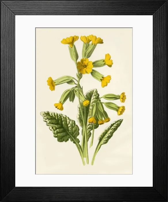 Framed Print : Cowslip, 1877. Creator: Frederick Edward Hulme Framed Print : Cowslip, 1877. Creator: Frederick Edward Hulme