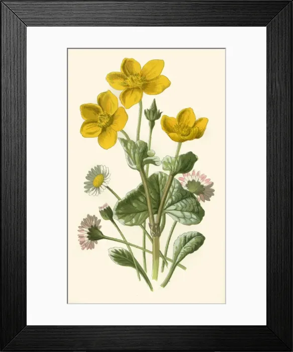 Framed Print : Daisy & Marsh-Marigold, 1877. Creator: Frederick Edward Hulme Framed Print : Daisy & Marsh-Marigold, 1877. Creator: Frederick Edward Hulme