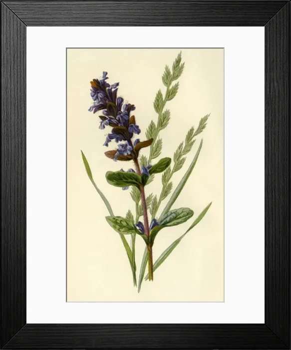 Framed Print : Bugle & Tall Fescue Grass, 1877. Creator: Frederick Edward Hulme Framed Print : Bugle & Tall Fescue Grass, 1877. Creator: Frederick Edward Hulme