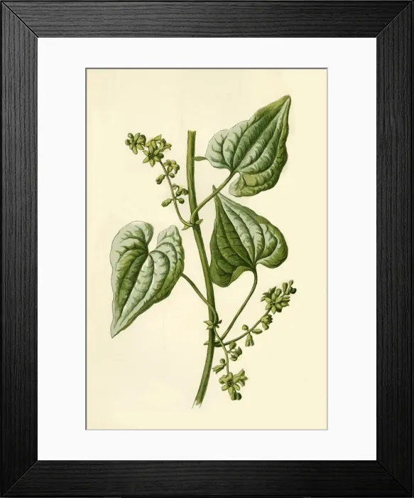 Framed Print : Black Bryony, 1877. Creator: Frederick Edward Hulme Framed Print : Black Bryony, 1877. Creator: Frederick Edward Hulme