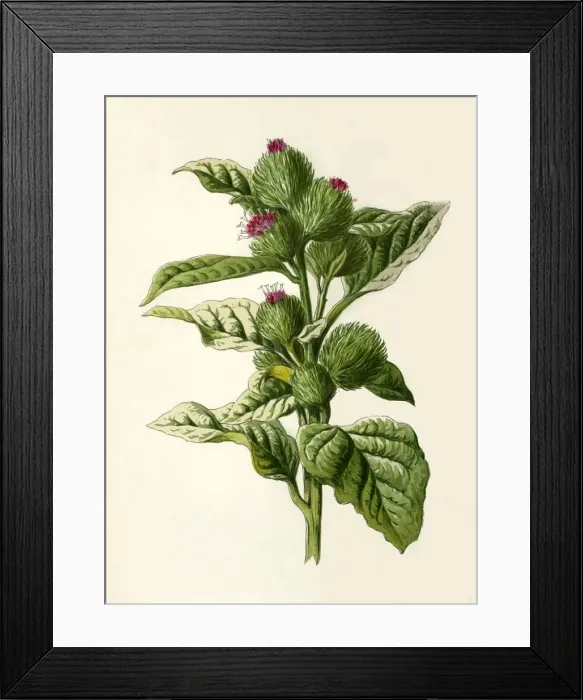 Framed Print : Burdock, 1877. Creator: Frederick Edward Hulme Framed Print : Burdock, 1877. Creator: Frederick Edward Hulme