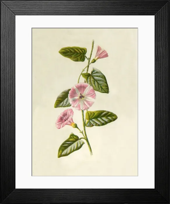 Framed Print : Field-Convolvulus, 1877. Creator: Frederick Edward Hulme Framed Print : Field-Convolvulus, 1877. Creator: Frederick Edward Hulme