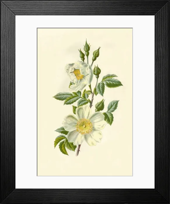 Framed Print : Field Rose, 1877. Creator: Frederick Edward Hulme Framed Print : Field Rose, 1877. Creator: Frederick Edward Hulme