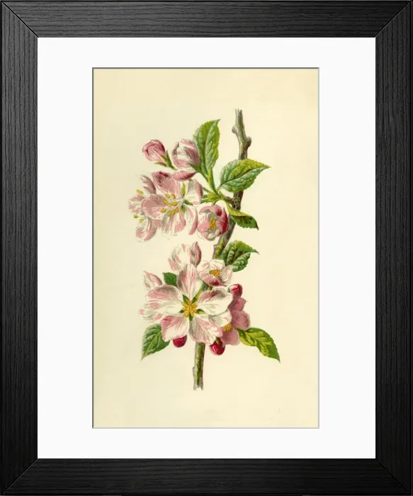 Framed Print : Apple, 1877. Creator: Frederick Edward Hulme