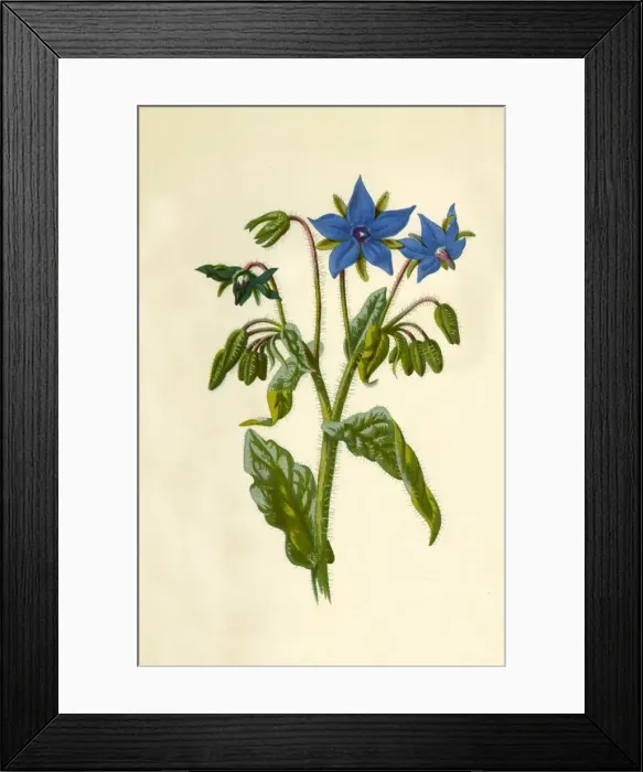 Framed Print : Borage, 1877. Creator: Frederick Edward Hulme Framed Print : Borage, 1877. Creator: Frederick Edward Hulme