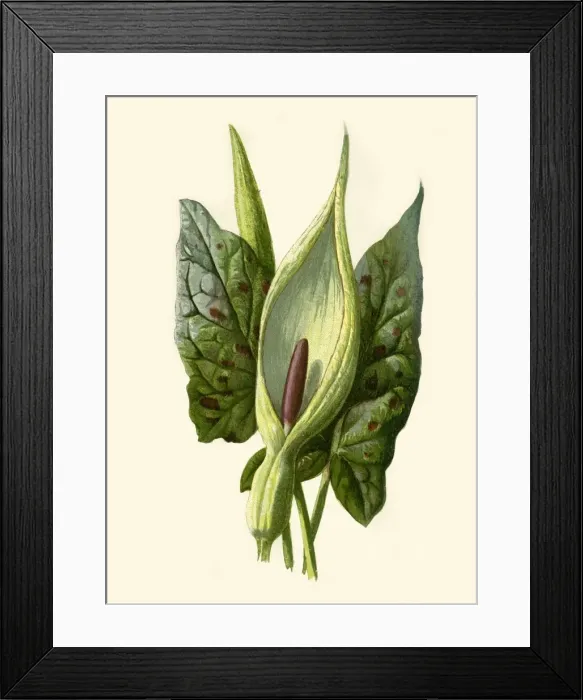 Framed Print : Arum or Cuckoo Pint, 1877. Creator: Frederick Edward Hulme