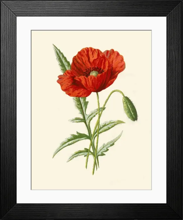 Framed Print : Scarlet Poppy, 1877. Creator: Frederick Edward Hulme Framed Print : Scarlet Poppy, 1877. Creator: Frederick Edward Hulme