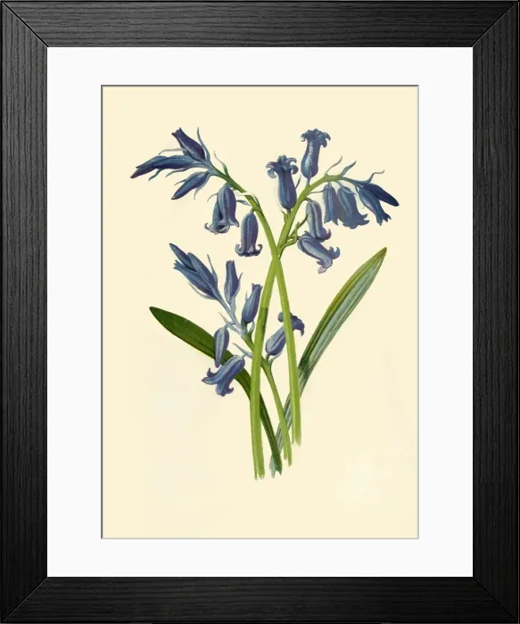 Framed Print : Hyacinth, 1877. Creator: Frederick Edward Hulme Framed Print : Hyacinth, 1877. Creator: Frederick Edward Hulme