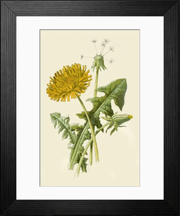 Framed Print : Dandelion, 1877. Creator: Frederick Edward Hulme Framed Print : Dandelion, 1877. Creator: Frederick Edward Hulme