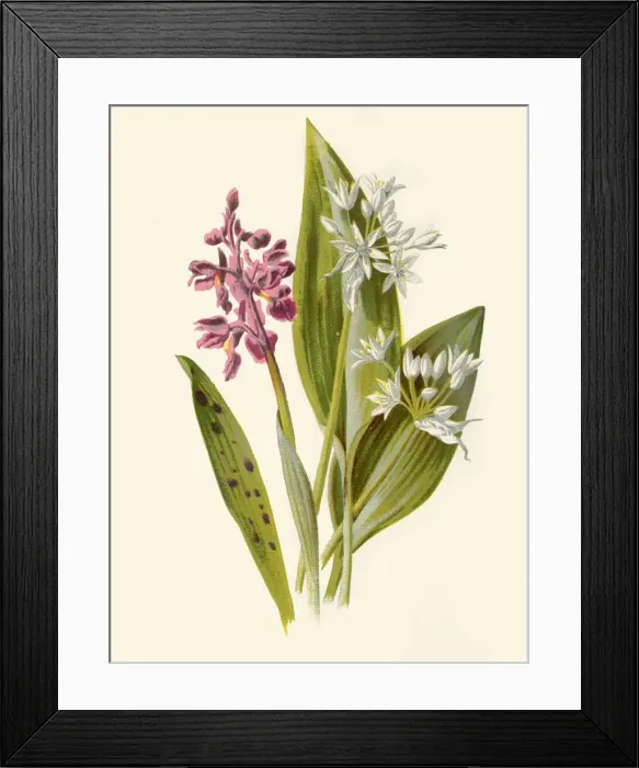 Framed Print : Common Orchis and Broad-Leafed Garlic, 1877. Creator: Frederick Edward Hulme Framed Print : Common Orchis and Broad-Leafed Garlic, 1877. Creator: Frederick Edward Hulme