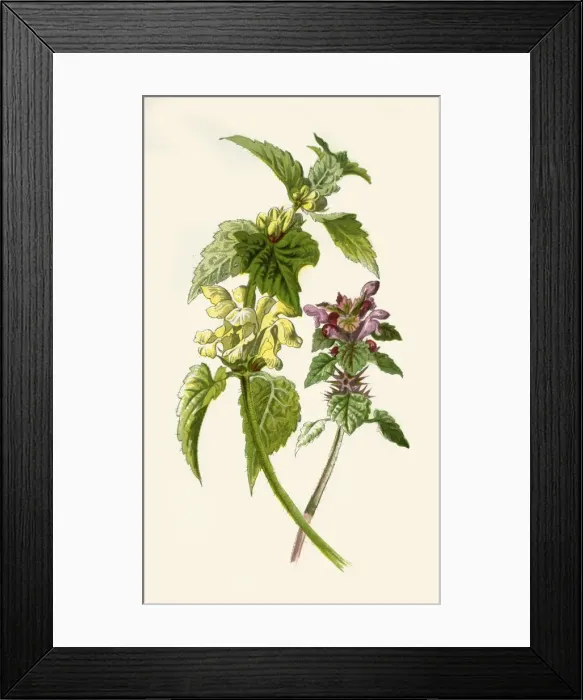 Framed Print : Dead-Nettle - Red & White, 1877. Creator: Frederick Edward Hulme Framed Print : Dead-Nettle - Red & White, 1877. Creator: Frederick Edward Hulme
