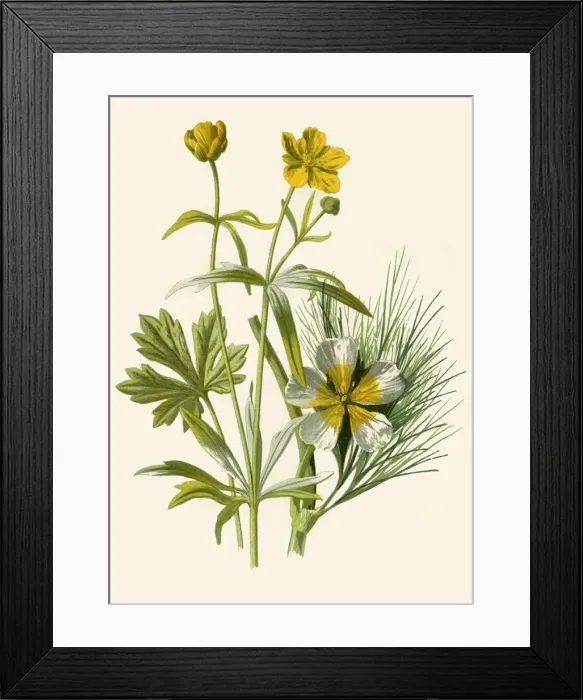 Framed Print : Goldilocks. Water Ranunculus, 1877. Creator: Frederick Edward Hulme Framed Print : Goldilocks. Water Ranunculus, 1877. Creator: Frederick Edward Hulme