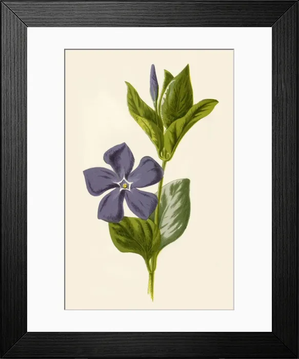 Framed Print : Periwinkle, 1877. Creator: Frederick Edward Hulme Framed Print : Periwinkle, 1877. Creator: Frederick Edward Hulme