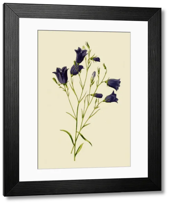 Framed Print : Harebell, 1877. Creator: Frederick Edward Hulme