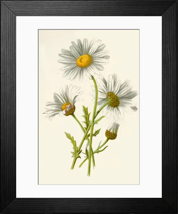Framed Print : Ox-Eye Daisy, 1877. Creator: Frederick Edward Hulme Framed Print : Ox-Eye Daisy, 1877. Creator: Frederick Edward Hulme