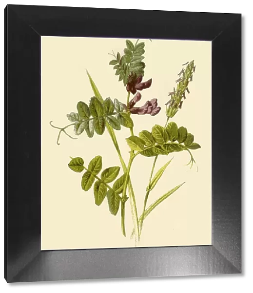 Bush-Vetch & Sweet-Scented Vernal Grass, 1877. Creator: Frederick Edward Hulme