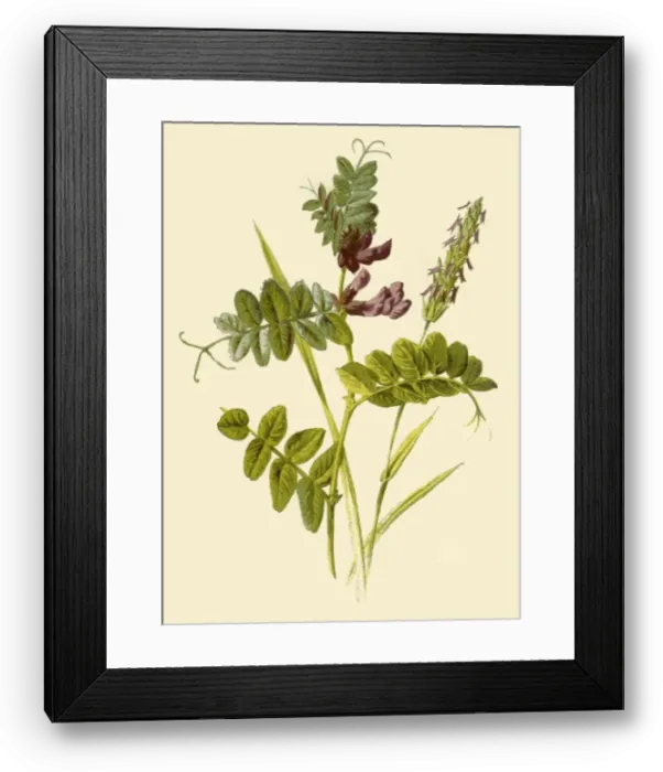 Framed Print : Bush-Vetch & Sweet-Scented Vernal Grass, 1877. Creator: Frederick Edward Hulme Framed Print : Bush-Vetch & Sweet-Scented Vernal Grass, 1877. Creator: Frederick Edward Hulme