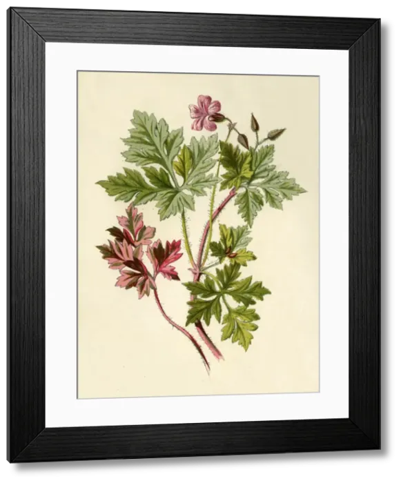 Framed Print : Herb-Robert, 1877. Creator: Frederick Edward Hulme Framed Print : Herb-Robert, 1877. Creator: Frederick Edward Hulme