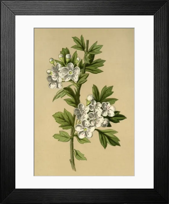 Framed Print : Hawthorn, 1877. Creator: Frederick Edward Hulme Framed Print : Hawthorn, 1877. Creator: Frederick Edward Hulme