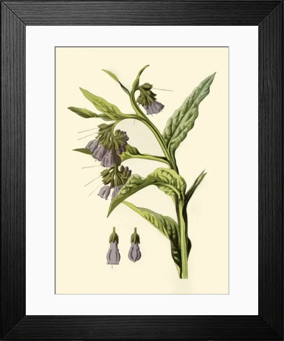 Framed Print : Comfrey, 1877. Creator: Frederick Edward Hulme Framed Print : Comfrey, 1877. Creator: Frederick Edward Hulme