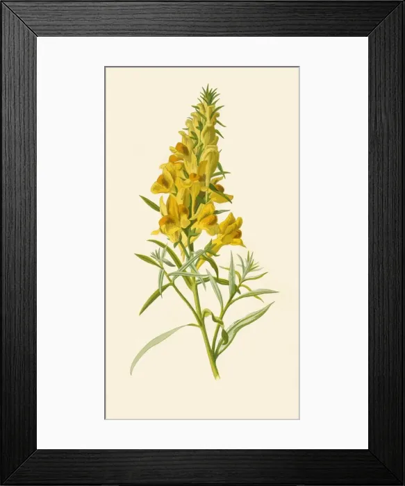 Framed Print : Toadflax, 1877. Creator: Frederick Edward Hulme Framed Print : Toadflax, 1877. Creator: Frederick Edward Hulme