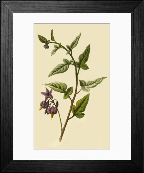 Framed Print : Woody - Nightshade, 1877. Creator: Frederick Edward Hulme Framed Print : Woody - Nightshade, 1877. Creator: Frederick Edward Hulme