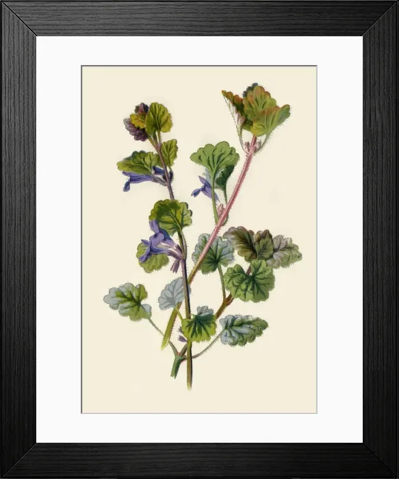 Framed Print : Ground Ivy, 1877. Creator: Frederick Edward Hulme Framed Print : Ground Ivy, 1877. Creator: Frederick Edward Hulme
