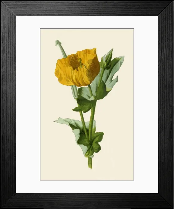 Framed Print : Yellow Horned Poppy, 1877. Creator: Frederick Edward Hulme Framed Print : Yellow Horned Poppy, 1877. Creator: Frederick Edward Hulme