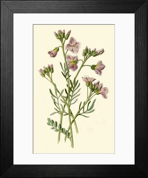 Framed Print : Ladys Smock, Bittercress or Cuckoo Flower, 1877. Creator: Frederick Edward Hulme Framed Print : Ladys Smock, Bittercress or Cuckoo Flower, 1877. Creator: Frederick Edward Hulme
