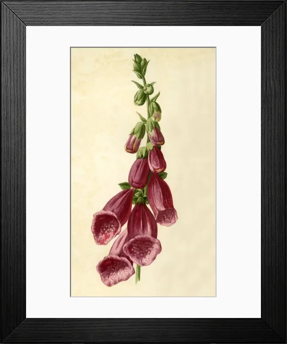 Framed Print : Foxglove, 1877. Creator: Frederick Edward Hulme Framed Print : Foxglove, 1877. Creator: Frederick Edward Hulme