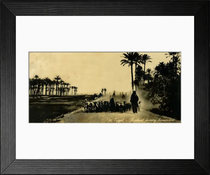 Framed Print : Egypt - Shepherd driving homeward, c1918-c1939. Creator: Unknown Framed Print : Egypt - Shepherd driving homeward, c1918-c1939. Creator: Unknown