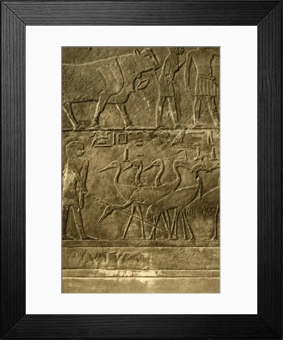 Framed Print : Saqqara - Tomb of Ti Mural Paintings, c1918-c1939. Creator: Unknown Framed Print : Saqqara - Tomb of Ti Mural Paintings, c1918-c1939. Creator: Unknown