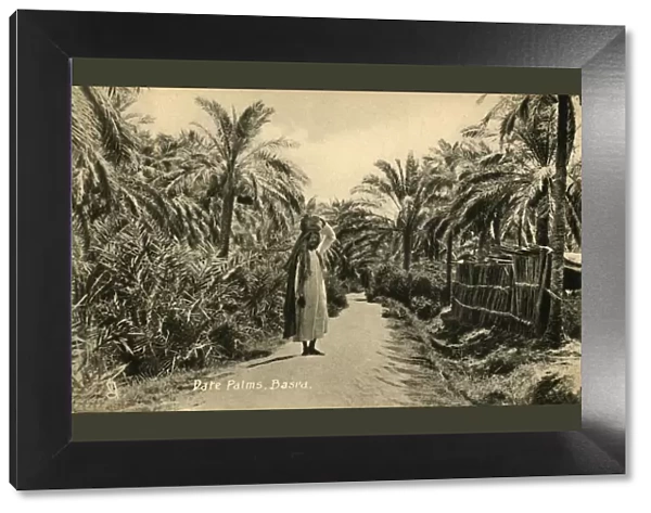 Date Palms, Basra, c1918-c1939. Creator: Unknown