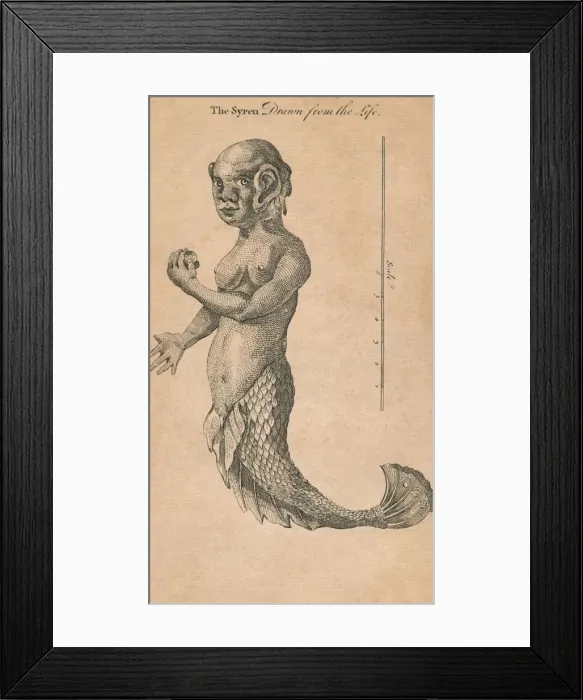 Framed Print : The Syren Drawn from the Life, 1759? Creator: Benjamin Cole Framed Print : The Syren Drawn from the Life, 1759? Creator: Benjamin Cole