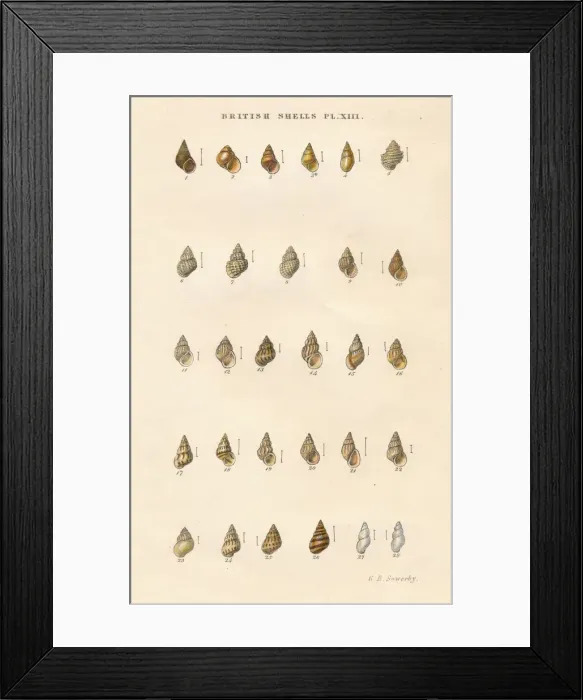 Framed Print : British Shells, c1859. Creator: George Brettingham Sowerby Framed Print : British Shells, c1859. Creator: George Brettingham Sowerby