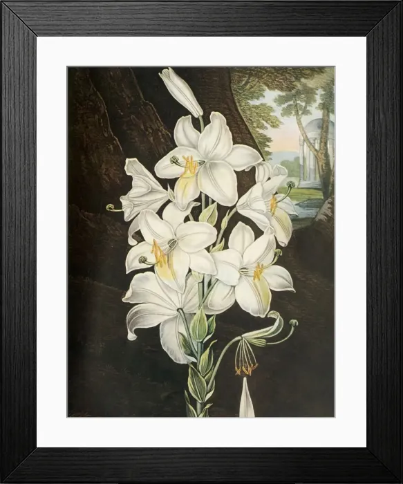 Framed Print : The White Lily, c1800, (1948). Creator: Joseph Constantine Stadler Framed Print : The White Lily, c1800, (1948). Creator: Joseph Constantine Stadler