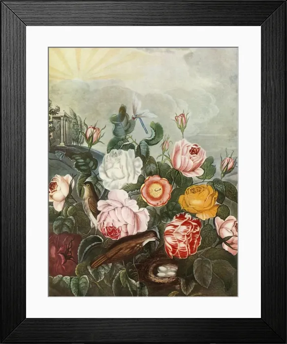 Framed Print : Roses, c1805, (1948). Creator: Richard Earlom Framed Print : Roses, c1805, (1948). Creator: Richard Earlom