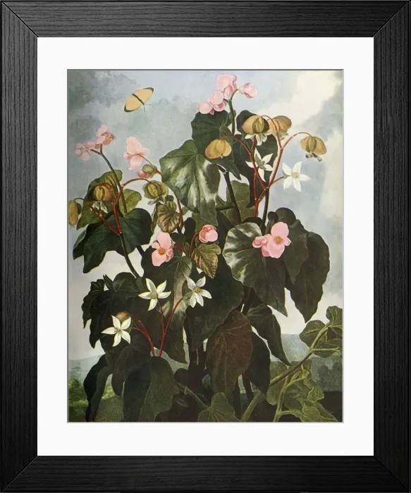 Framed Print : Oblique-leaved Begonia, c1800, (1948). Creator: Caldwell Framed Print : Oblique-leaved Begonia, c1800, (1948). Creator: Caldwell