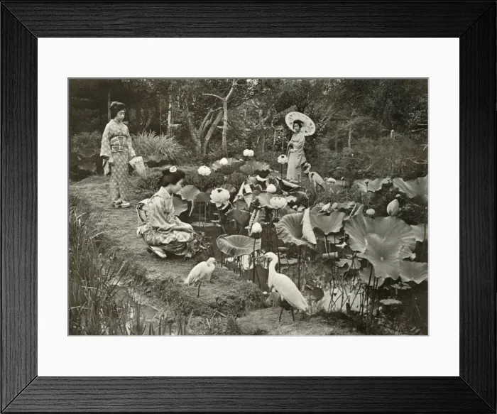 Framed Print : In Lotus-Land, 1910. Creator: Herbert Ponting Framed Print : In Lotus-Land, 1910. Creator: Herbert Ponting