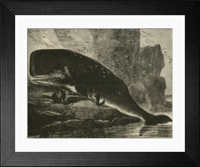 Framed Print : The Sperm-Whale, 1882. Creator: Unknown Framed Print : The Sperm-Whale, 1882. Creator: Unknown