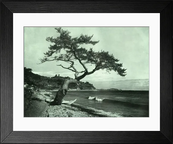 Framed Print : The Tree and the Wave, 1910. Creator: Herbert Ponting Framed Print : The Tree and the Wave, 1910. Creator: Herbert Ponting