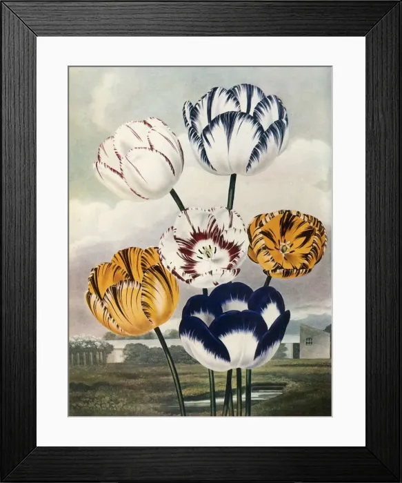 Framed Print : Tulips, c1802-1821, (1948). Creator: Thomas Baxter Framed Print : Tulips, c1802-1821, (1948). Creator: Thomas Baxter