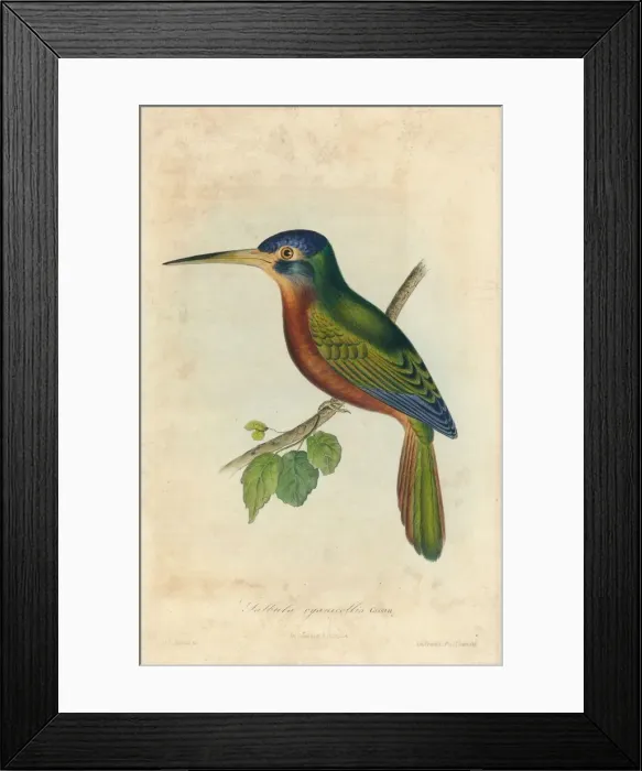 Framed Print : Galbula cyanicollis. Cassin, 1850s. Creators: John T. Bowen, William E. Hitchcock Framed Print : Galbula cyanicollis. Cassin, 1850s. Creators: John T. Bowen, William E. Hitchcock