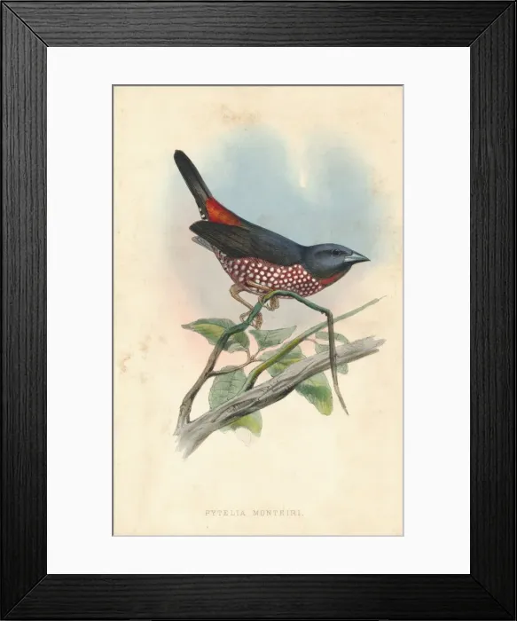 Framed Print : Pytelia monteiri, mid 19th century. Creator: J. Jennens Framed Print : Pytelia monteiri, mid 19th century. Creator: J. Jennens